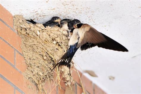 西南方 燕子築巢過程